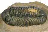 Phacopid (Morocops) Trilobite - Foum Zguid, Morocco #372430-2